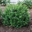 Buxus microphylla 'Little Missy' PP24703