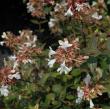 Abelia x grandiflora 'Little Richard'