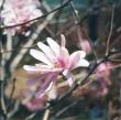 Magnolia stellata 'Pink Stardust'