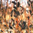 Salix gracilistyla 'Melanostachys'