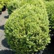 Buxus Semp 'rotundifolia' 30-36"
