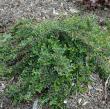 Cotoneaster adpressus 'Little Gem'