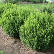 Buxus microphylla 'Bulthouse' PP25896 SPRINTER(R)