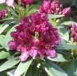 Rhododendron x 'Polarnacht'