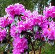 Rhododendron 'Northern Starburst'