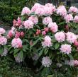 Rhododendron ?Christmas Cheer?