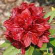 Rhododendron 'Firestorm'