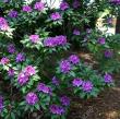 Rhododendron 'Purple Passion'