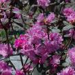 Rhododendron 'PJM Elite Star'