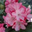 Rhododendron 'Yaku Prince'