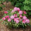 Rhododendron 'PKT2011'