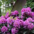 Rhododendron x Dandy Man? Purple