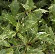 Botanical Name -  Osmanthus heterophyllus 'Goshiki'