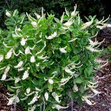 Botanical Name -  Clethra alnifolia 'Hummingbird'