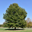 Quercus Coccinea 2"