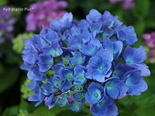 Botanical Name -  Hydrangea macrophylla 'Blue Cassel'