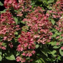 Botanical Name -  Hydrangea paniculata 'Wim's Red' PP26,005